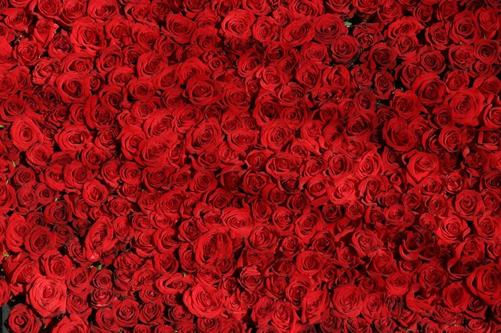 red, roses, flowers-374318.jpg
