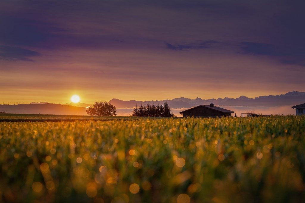 sun, sunrise, field-5685447.jpg